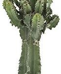 Mejores Cactus grande