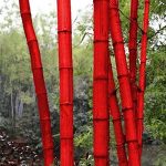 Mejores CaÃ±as de bambu decorativas